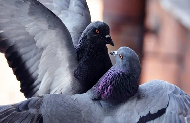 Primăvara e timpul împerecherilor, afla cum fac asta porumbei!!!